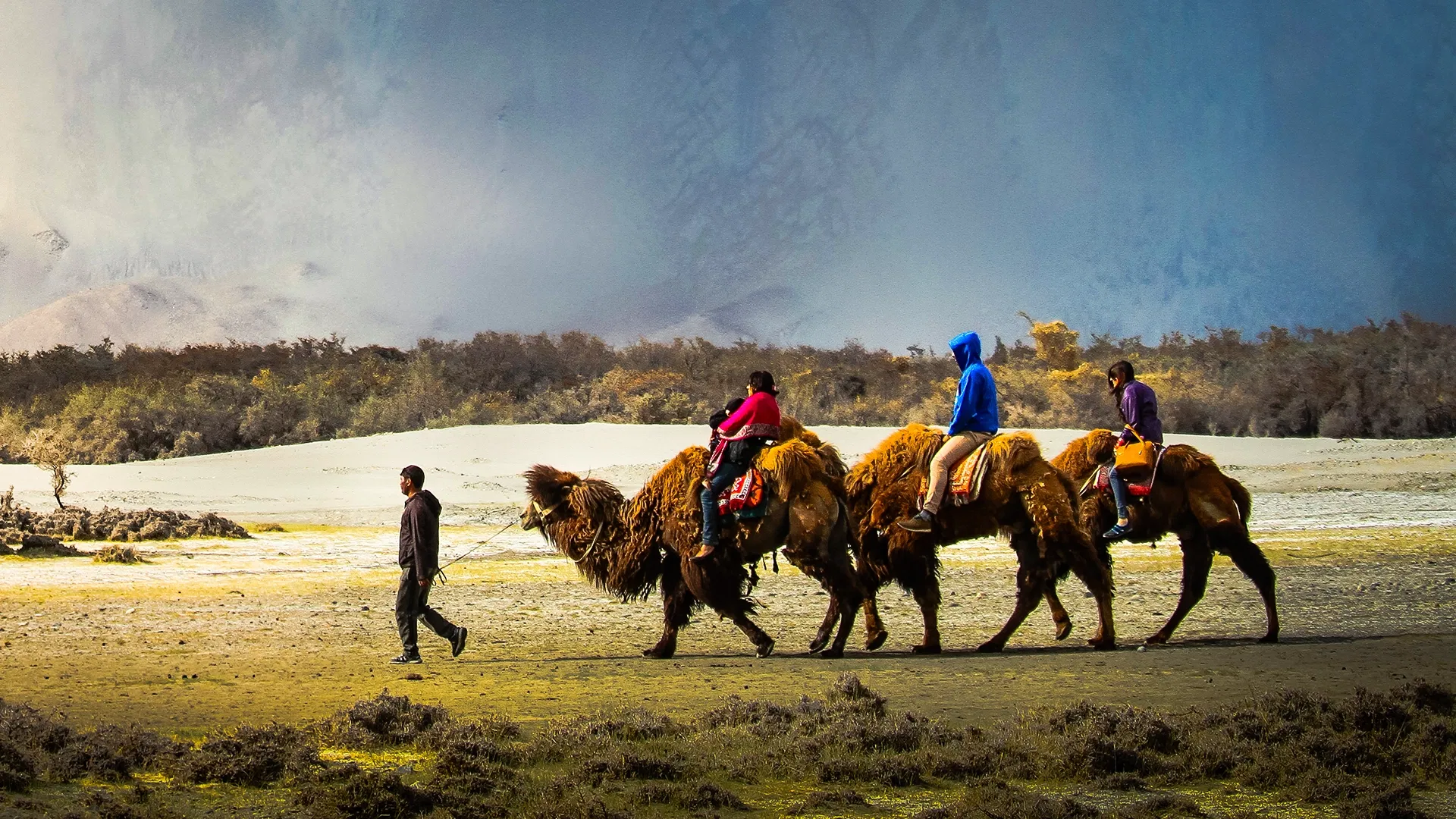 Camel Safari in Ladakh